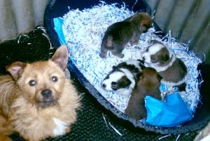 Peg and Puppies